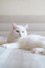 White cat chilling on the bed