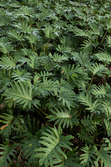 dense cluster of ferns