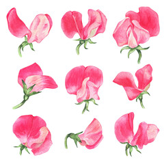 Big watercolor set of Sweet peas flowers. Pink watercolor flowers. Hand drawn illustrations isolated on transparent.