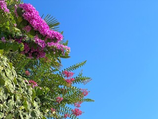 Bougainvillea flowers, ivy, flowering crape myrtle in Mediterranean garden against sky
