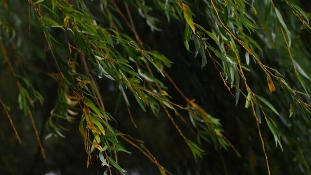 The branches of willow tree and green yellow leaves sway in the wind. Autumn day in the park. Leaves on a tree, fluttering in the breeze. Vivid colors of foliage in fall season as natural background.