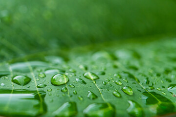 Rain drops on green banana leaves in the morning.