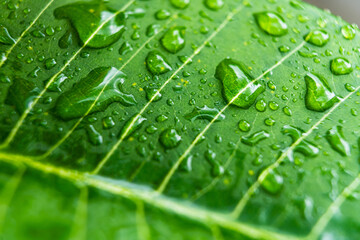 Rain drops on green banana leaves in the morning.