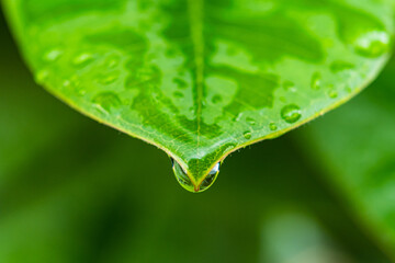 Rain drops on green banana leaves in the morning.