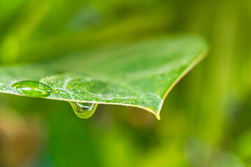 Rain drops on green banana leaves in the morning.