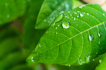 Rain drops on green banana leaves in the morning.