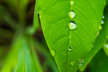 Rain drops on green banana leaves in the morning.