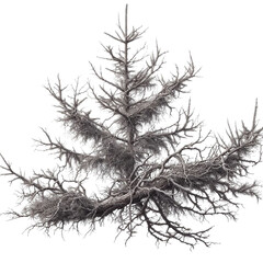 Fototapeta premium Dried of a pine tree on white.