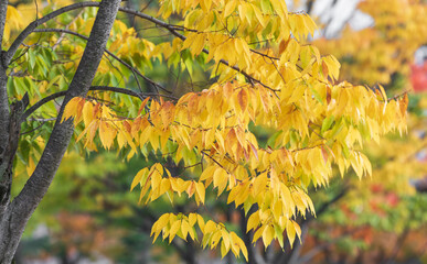 Yellow maple leaf - autumn landscape
