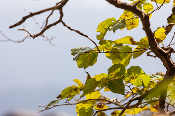 An autumn tree with falling leaves. Lonely landscape.