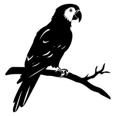 Parrot couple vector silhouette illustration