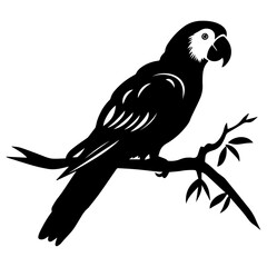 Parrot couple vector silhouette illustration