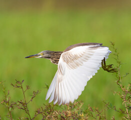 indian pond Heron  (Ardeola grayii) in flight shot in south india