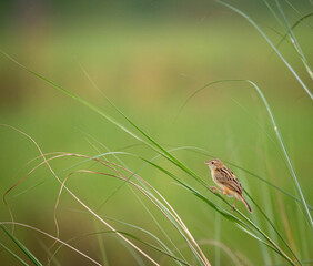 Zitting cisticola , streaked fantail warbler, Cisticola juncidis, shot in south india.