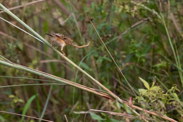 Zitting cisticola , streaked fantail warbler, Cisticola juncidis, with a feed to its babies in...