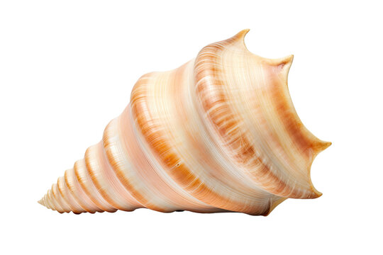sea shell, conch isolated on a white background
