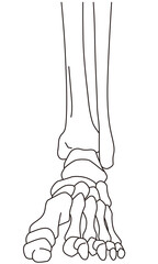 足関節　足首の関節　正面　骨格
