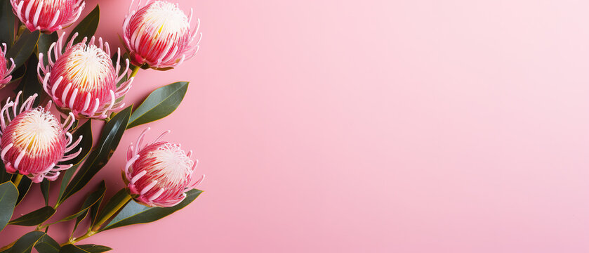 minimalistic pink background with leucospermum (pincushion flower), top view with empty copy space