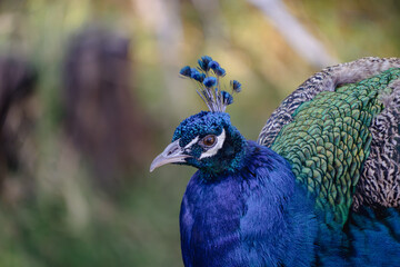 Close up of a peacock bird head with pretty blue feathers 