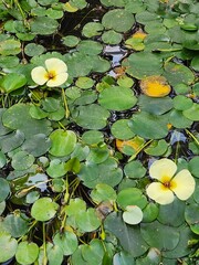 a lotus in a pond
