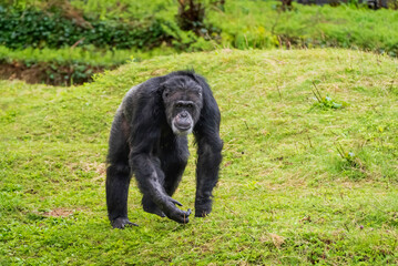 Obraz na płótnie Canvas 散歩するチンパンジー