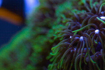 Green star polyp coral