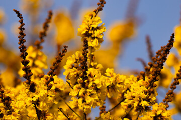 Yellow flowers in spring
