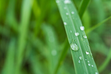 Clear raindrops on the green grass after the rain in the daytime. Photo for wallpaper and background. Nature photo looks nice and refreshing.