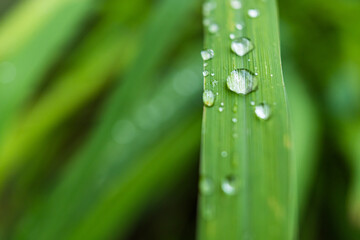Clear raindrops on the green grass after the rain in the daytime. Photo for wallpaper and background. Nature photo looks nice and refreshing.