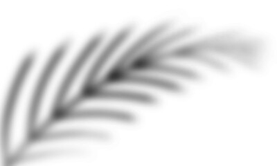 palm leaf shadow overlay