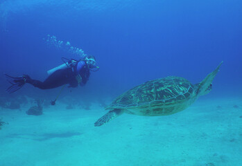 Naklejka na ściany i meble sea turtle and a diver swimming in the crystal clear waters on a reef in the Caribbean Sea