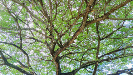 view of the old and big tree, from down to the treetop with green leaves. Blue sky is visible through the tree branches.