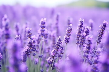 a close-up shot of aromatic lavender flowers