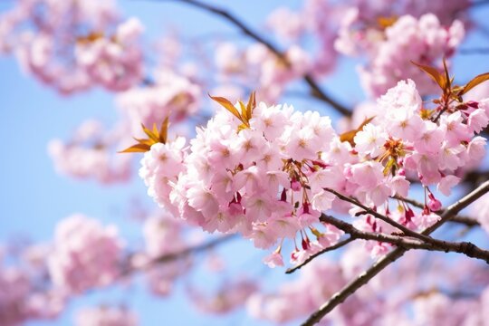 close up of blooming cherry blossom tree branches