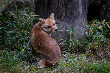 振り向くホンドキツネ