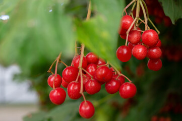 kalina red, winter berry