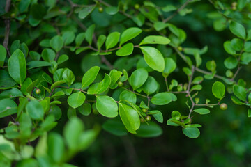 Fototapeta na wymiar A branch of an orange or lemon leaves isolated on a white background 
