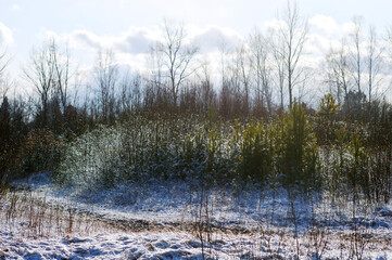 Winter landscape with snow covered trees and blue sky with white clouds. Evening backlighting. Nature of Eastern Siberia. Russia.