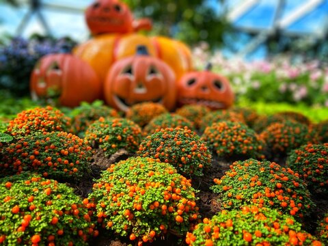 Halloween Pumpkin and Coal Bead: Nature's Tiny Gem – The Nertera Granadensis