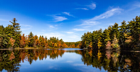 reflection of trees in water