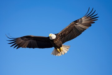 a bald eagle soaring in a clear blue sky