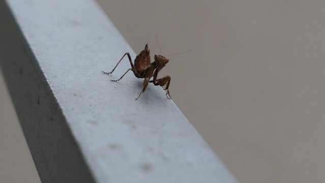 Brown European dwarf mantis walking on handrail, praying mantis species