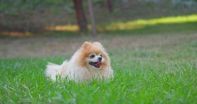 Happy Little Cute Fluffy Pedigree Pomeranian Dog laying resting outdoor at park on a grass lawn