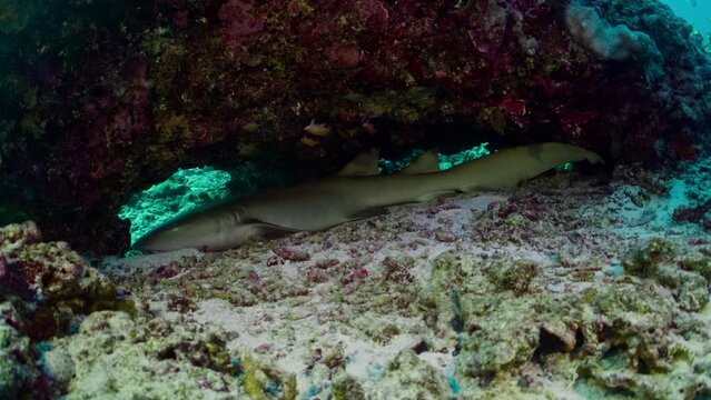 A Tawny Nurse Shark rests beneath a coral outcrop, showcasing its unique obligate ram ventilator capability at Lady Elliot Island, Coral Sea