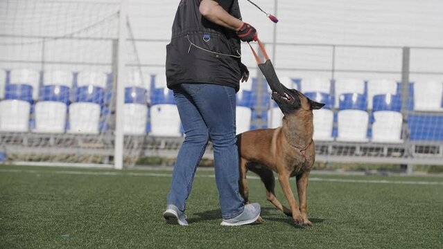 Trainer plays with a Belgian shepherd dog on the training field