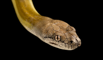 Papuan python (Apodora papuana)