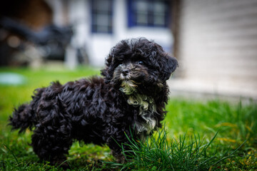 a small black cute bolonka puppy curiously explores the surroundings