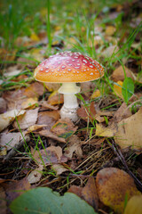 a toadstool stands on the meadow surrounded by autumn leaves