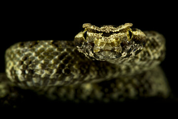 Fan-Si-Pan horned pitviper (protobothrops cornutus)