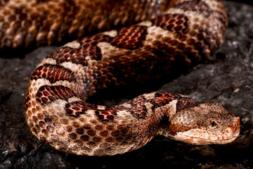 Long-nosed viper (Vipera ammodytes)